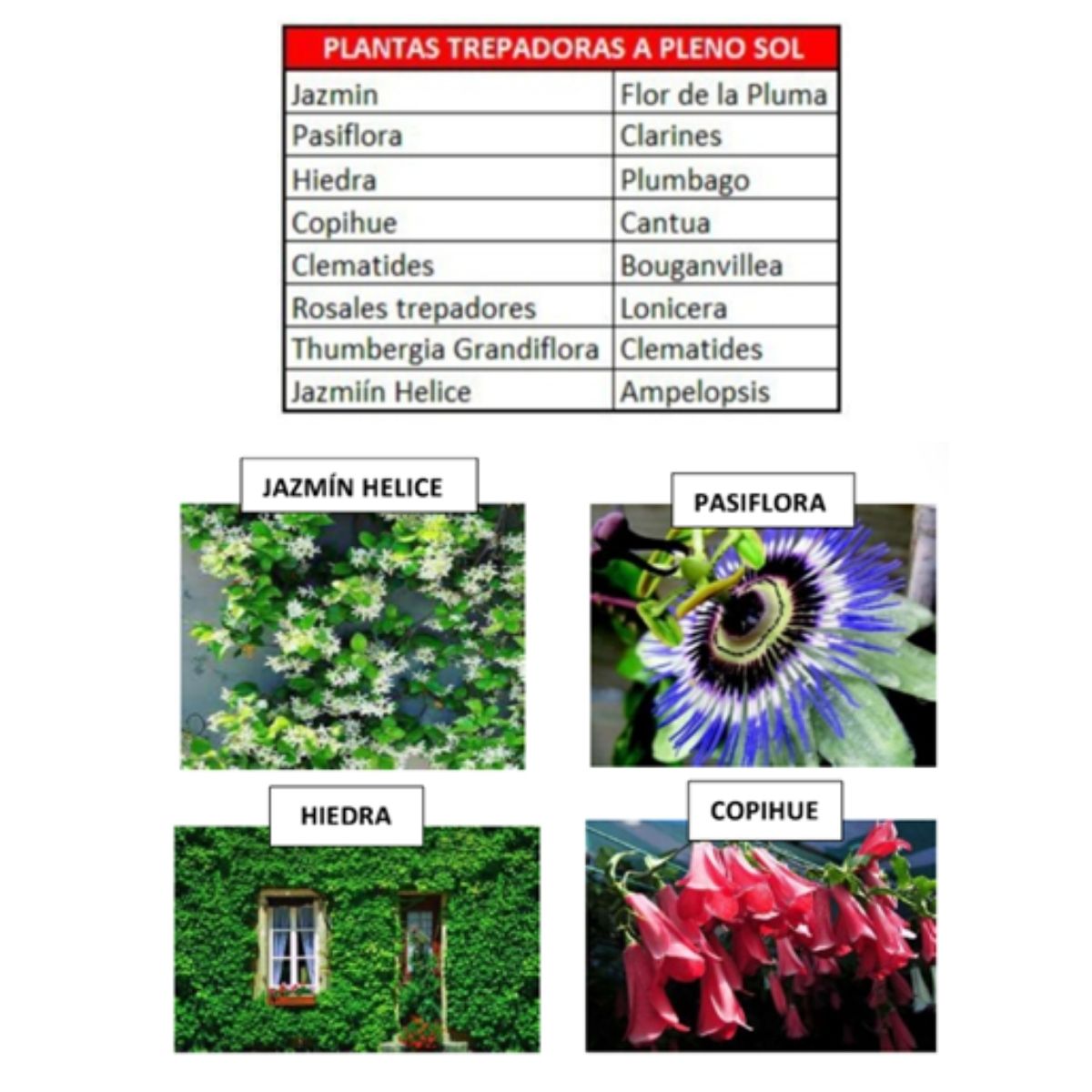 Plantas trepadoras